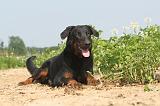 BEAUCERON 049